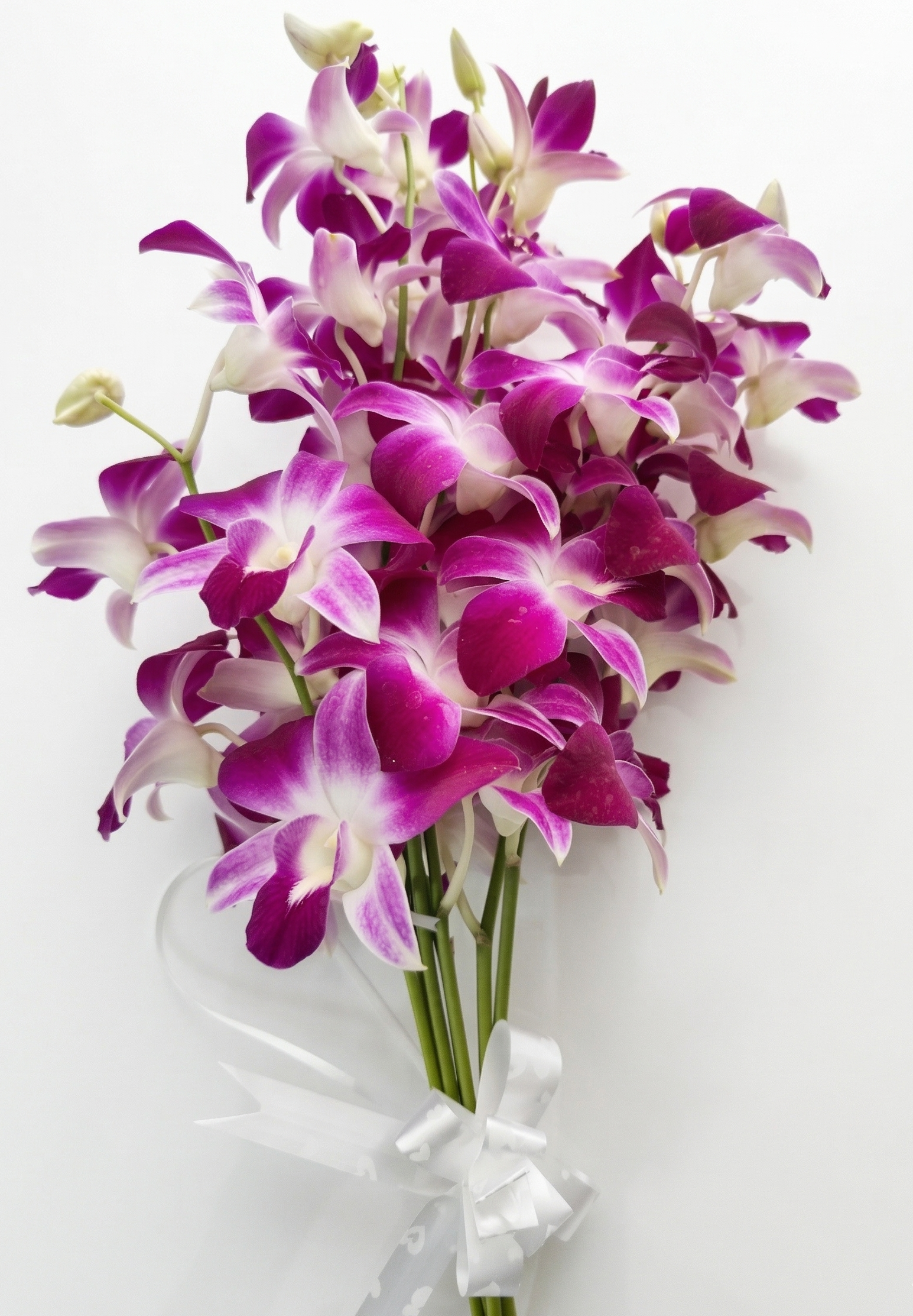 The Amethyst Orchid Stems