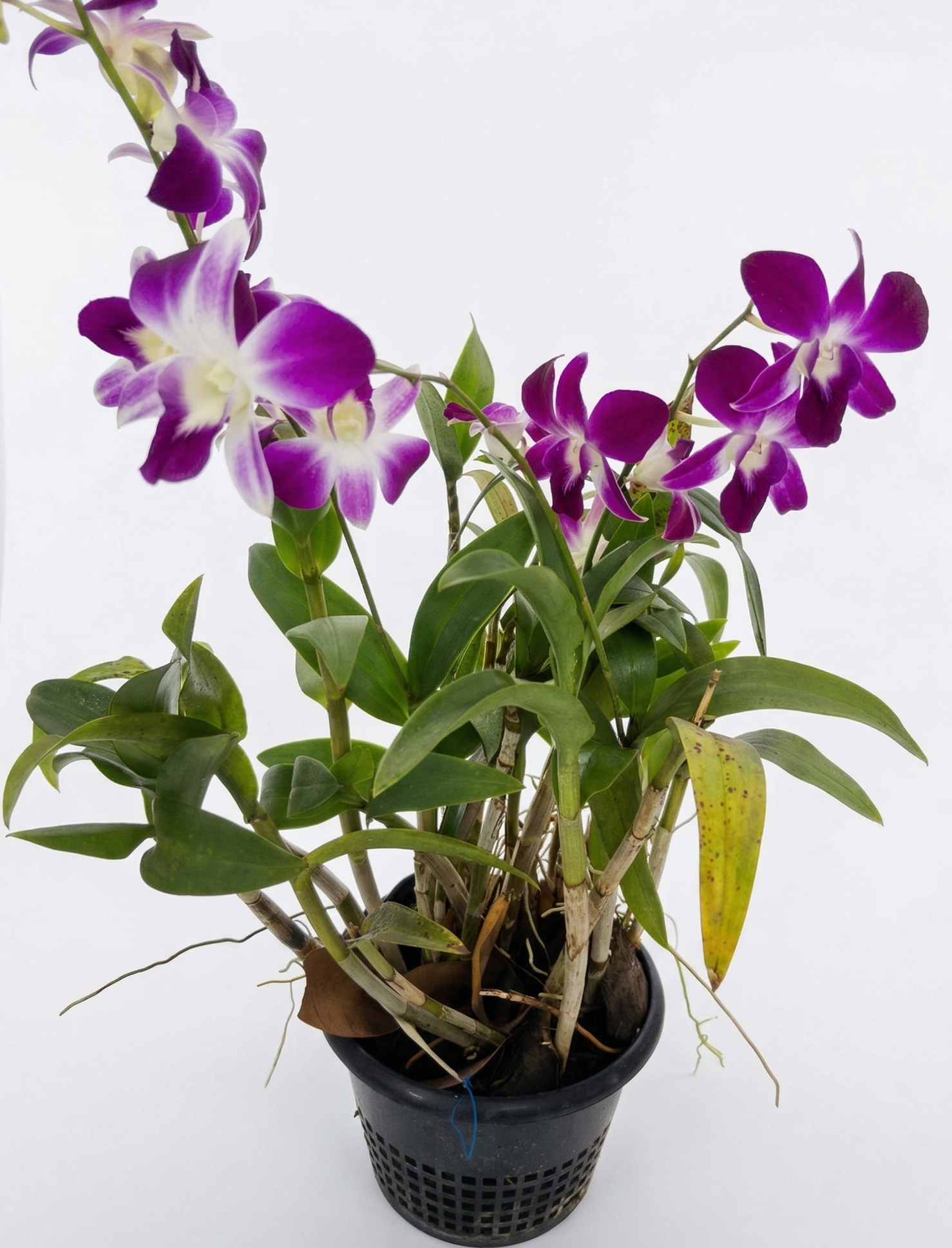 The Blooming Orchid Plant